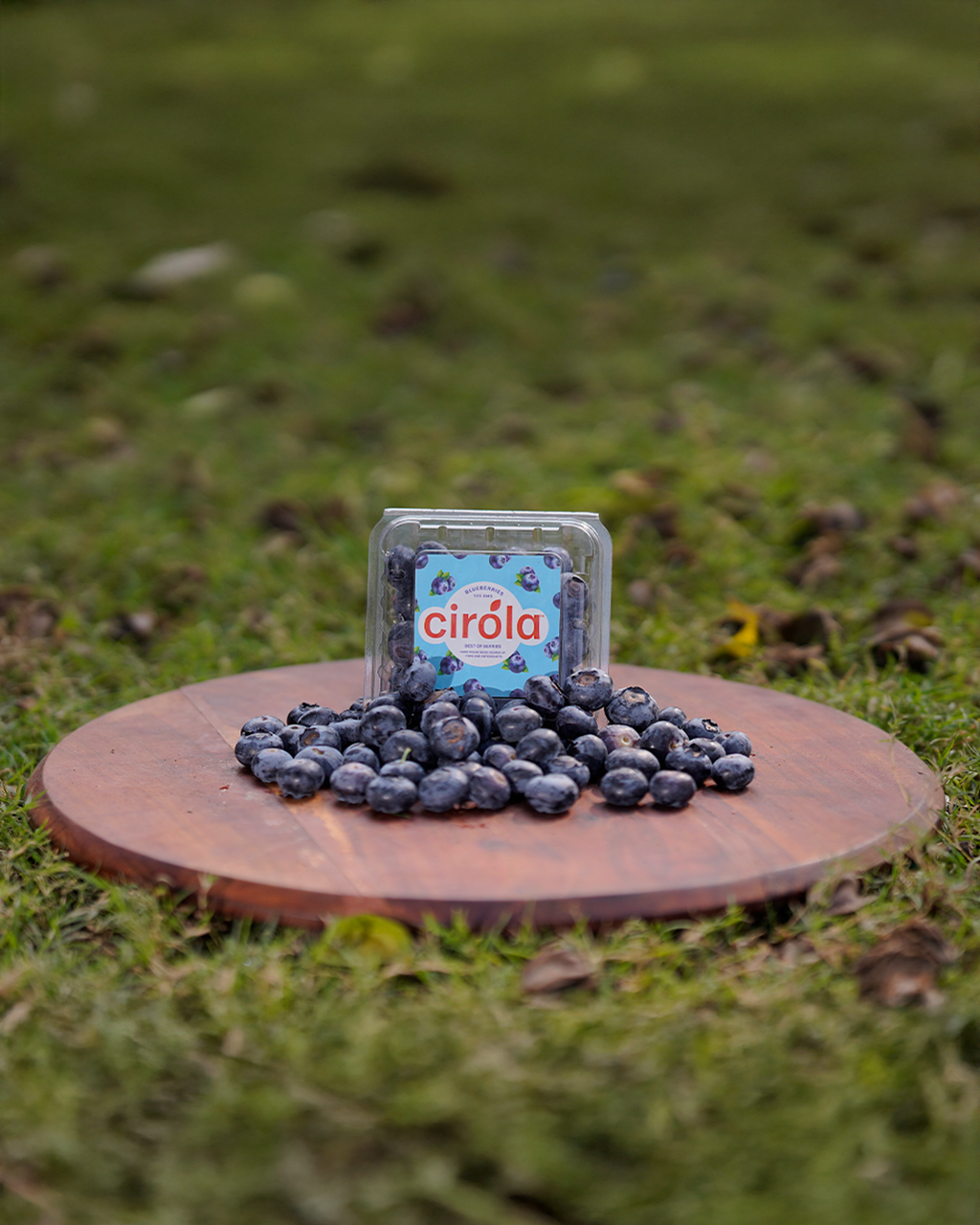 Cirola Blueberries
