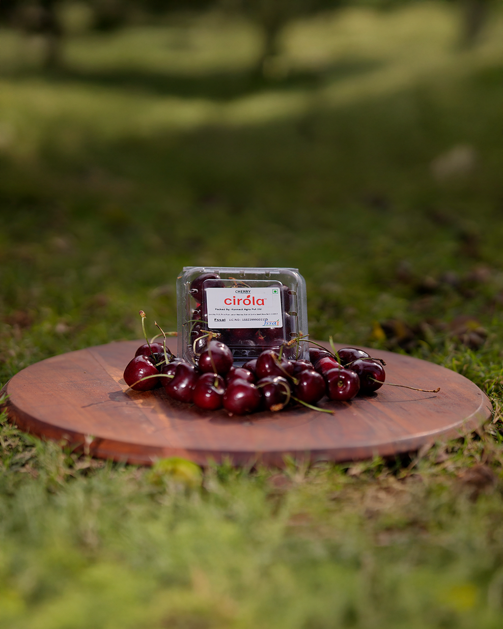 Cirola Cherry