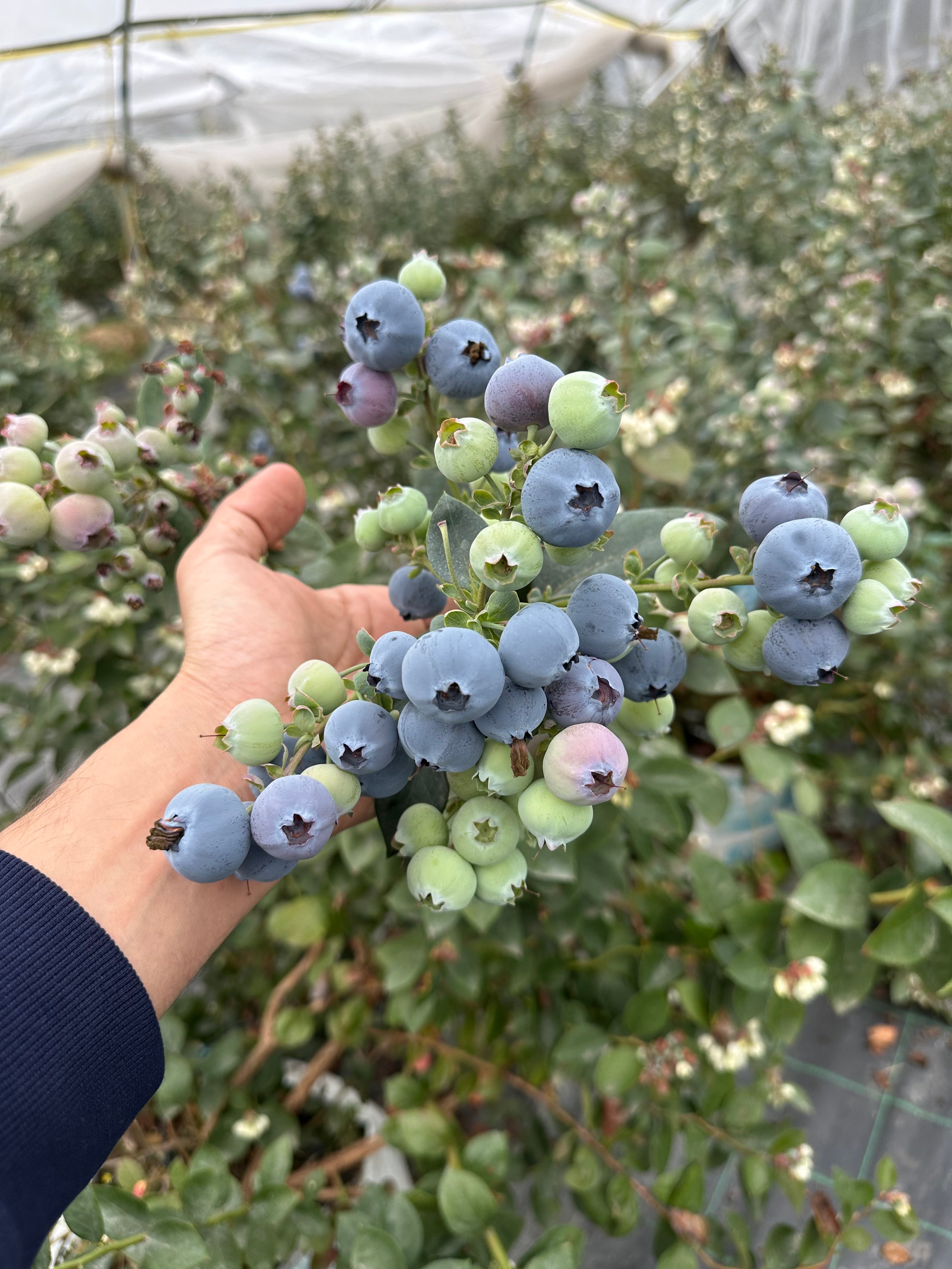 Cirola Blueberries