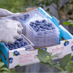 Cirola Blueberries